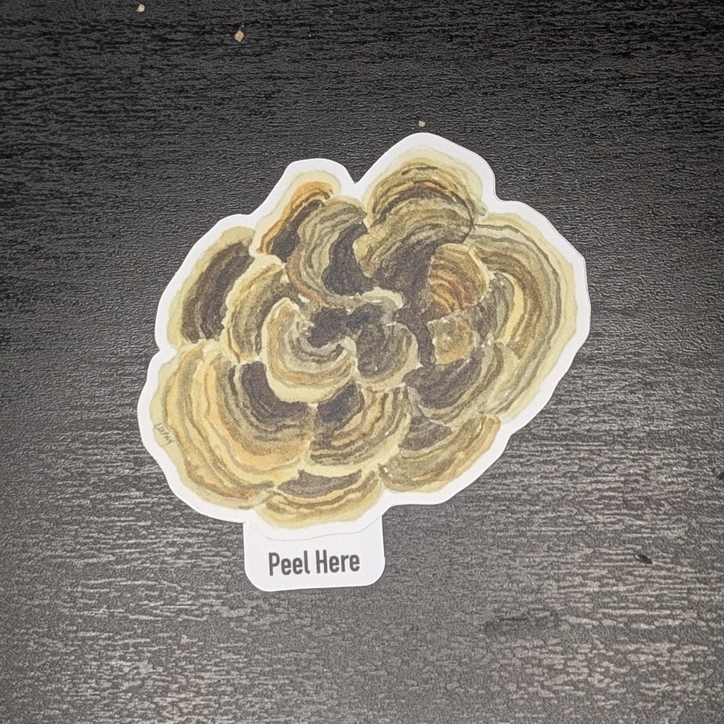 Vinyl Sticker - Turkey Tail Mushroom